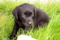 /album/fotogalerie/labrador-retriever-welpen-schwarz-jpg/